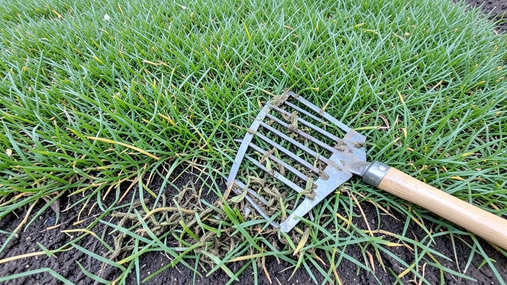 Mulched Grass Clippings: How They Feed Your Lawn Naturally